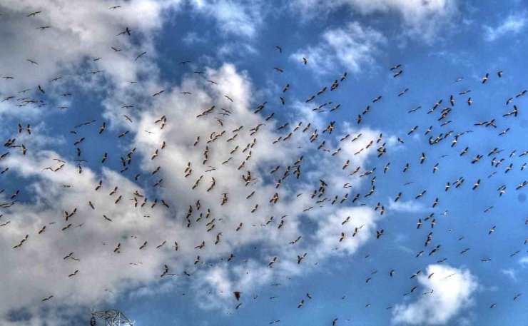 Leylekler göç yolunda Beyşehir’de görüntülendi