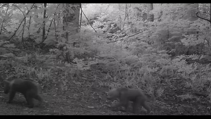 Boz ayı yavruları fotokapana takıldı