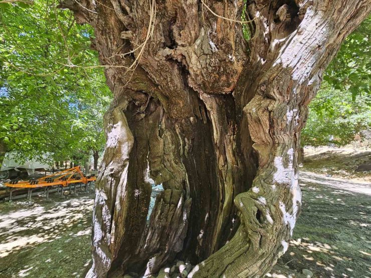 Elazığ’da dut ağaçları zamana direniyor