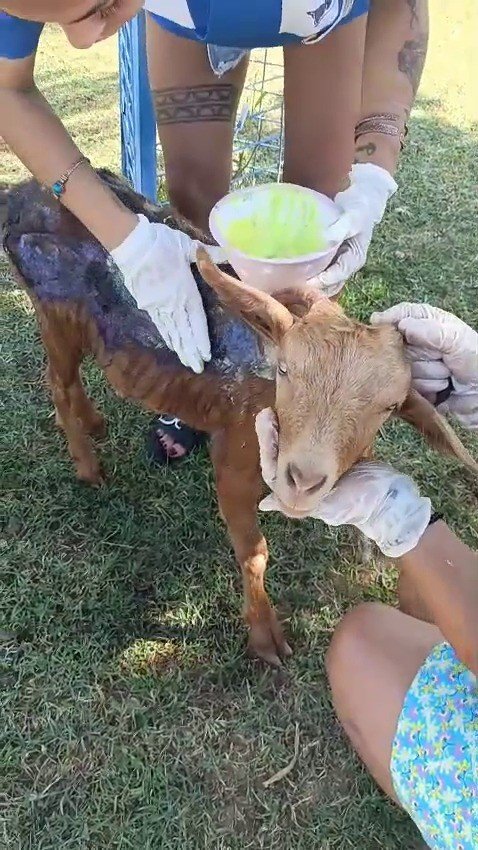 Çanakkale’de orman yangınında yanan keçi Emekli Hayvanlar Çiftliği’nde tedavi altına alındı
