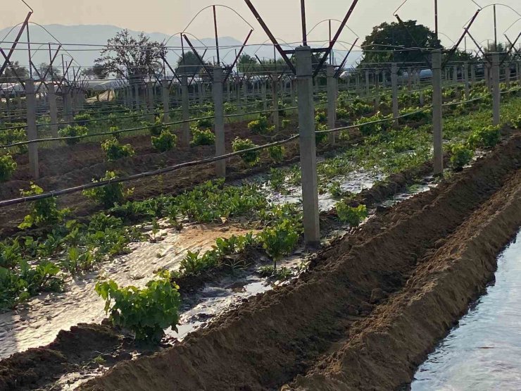 Kışlık sebzeler toprakla buluşmaya başladı