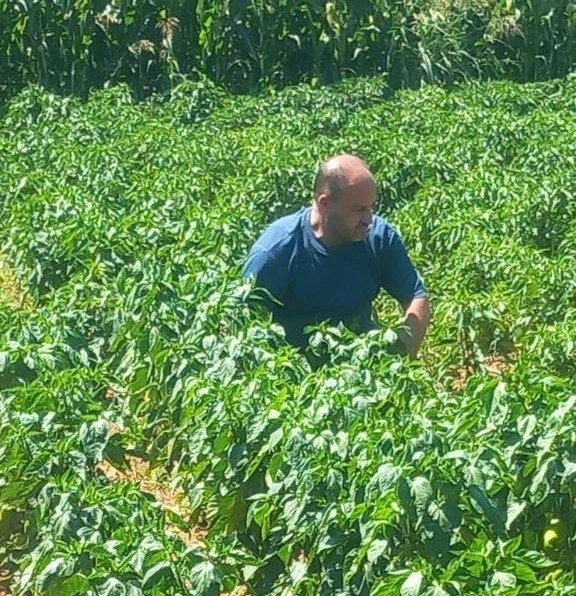 Menteşe’de hasat öncesi numune alımları sürüyor