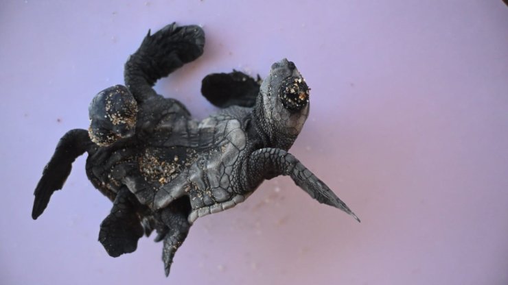 Manavgat’ta ender rastlanan olay: Siyam ikizi Caretta caretta yavrusu bulundu