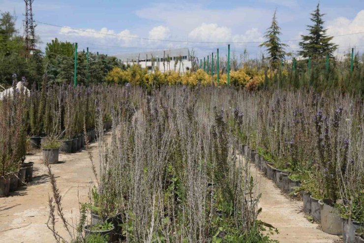 Battalgazi’de 210 bin fidan toprakla buluştu