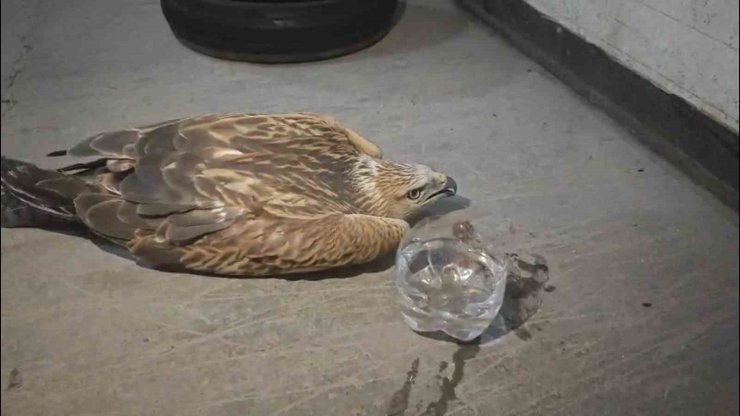 Erciyes’te yaralı şahin kurtarıldı