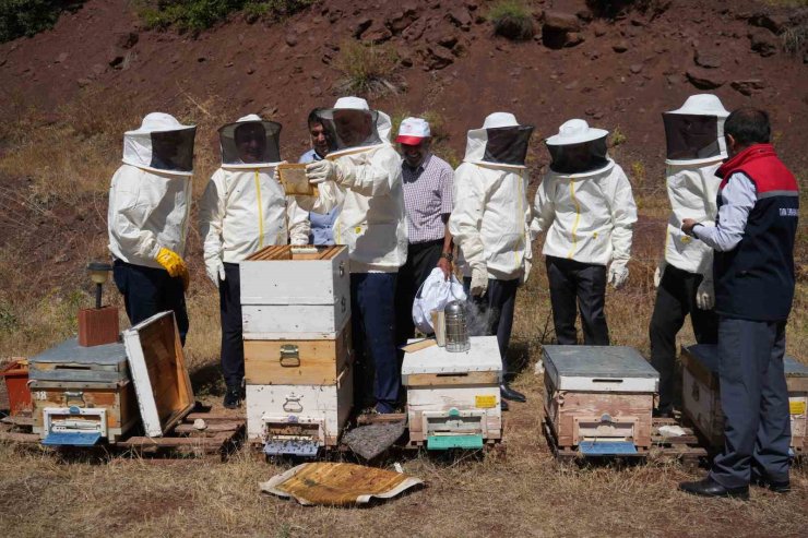 Erzincan’da Geven Balı hasadı yapıldı