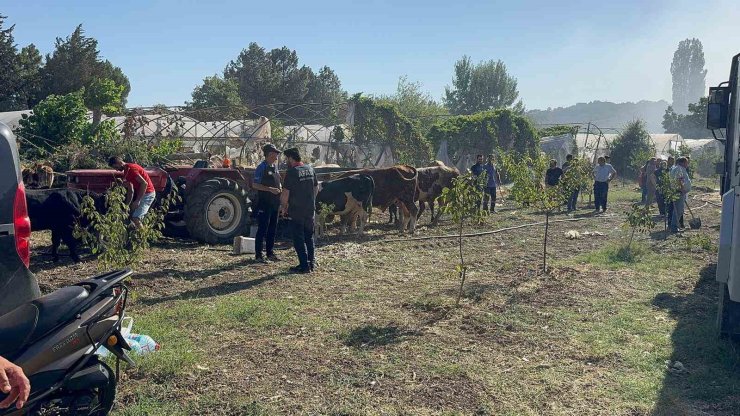 Yalova’da büyükbaş hayvanlar alevlerden son anda kurtarıldı