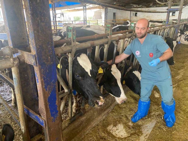 Aydın’da şap hastalığına karşı yoğun mücadele sürüyor