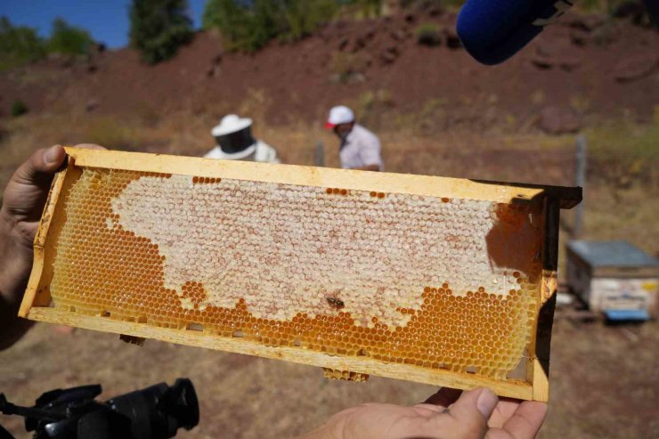 Erzincan’da kayıtlı arıcılık işletme sayısı bin 92
