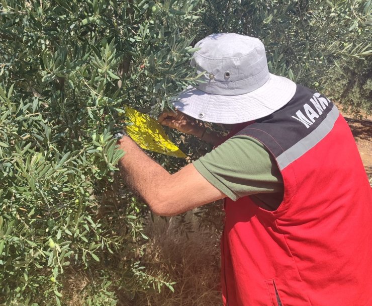 Salihli İlçe Tarımdan ‘zeytin sineği’ uyarısı