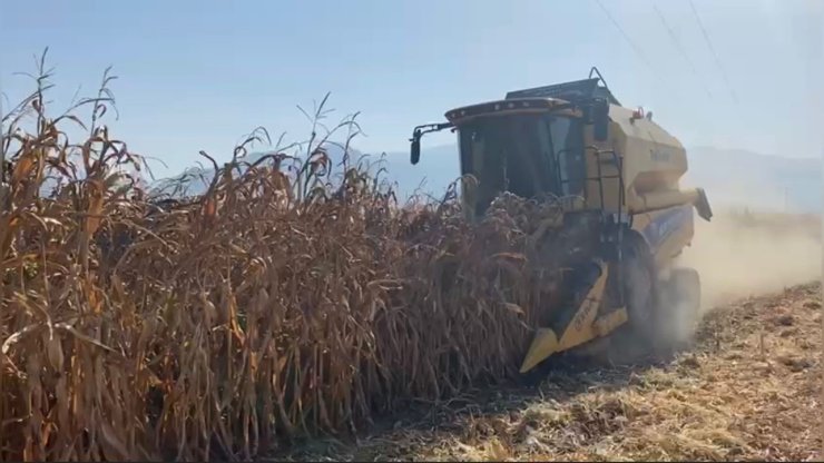 Osmaniye’de kuraklık, mısırda verimi düşürdü