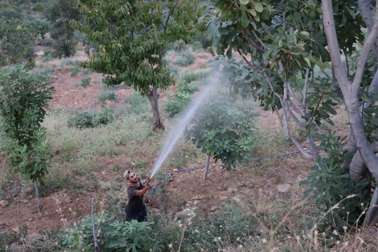 İncir üretiminde Akdeniz meyve sineği sıkıntısı