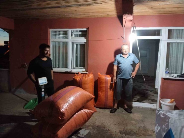 Alaplı’da hasat edilen fındıklar satışa çıktı