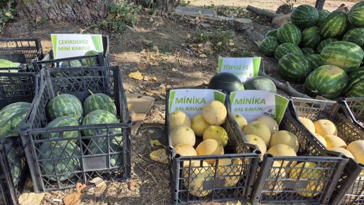 Artık kavun ve karpuz yerli tohumla Kasım’a kadar sofralarda olacak