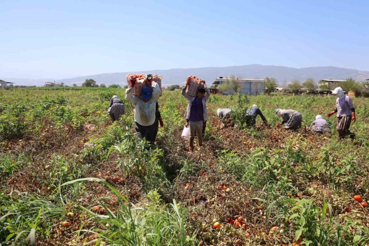 Domates işçileri çöl sıcaklarında saati 250 TL’ye ter döküyor