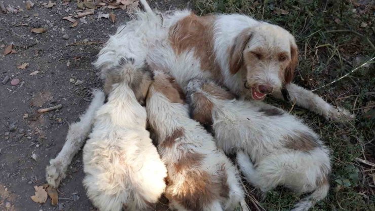 Çukura düşen köpeği itfaiye ekipleri kurtardı