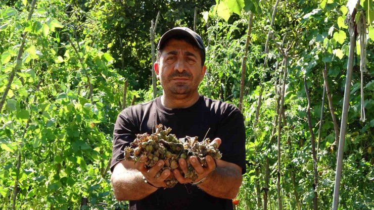 Fındığının çalındığını sandı, kamerada domuz çıktı