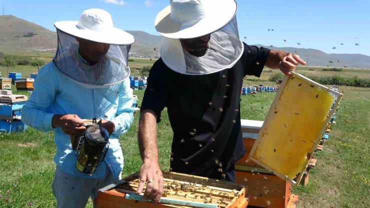 Coğrafi işaretli balın hasadı başladı; kilosu 1500 TL’den satılıyor