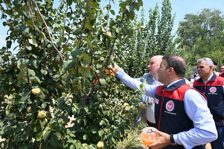 Ayva üretiminde kalıntısız tarım için üreticilere tuzak dağıtıldı