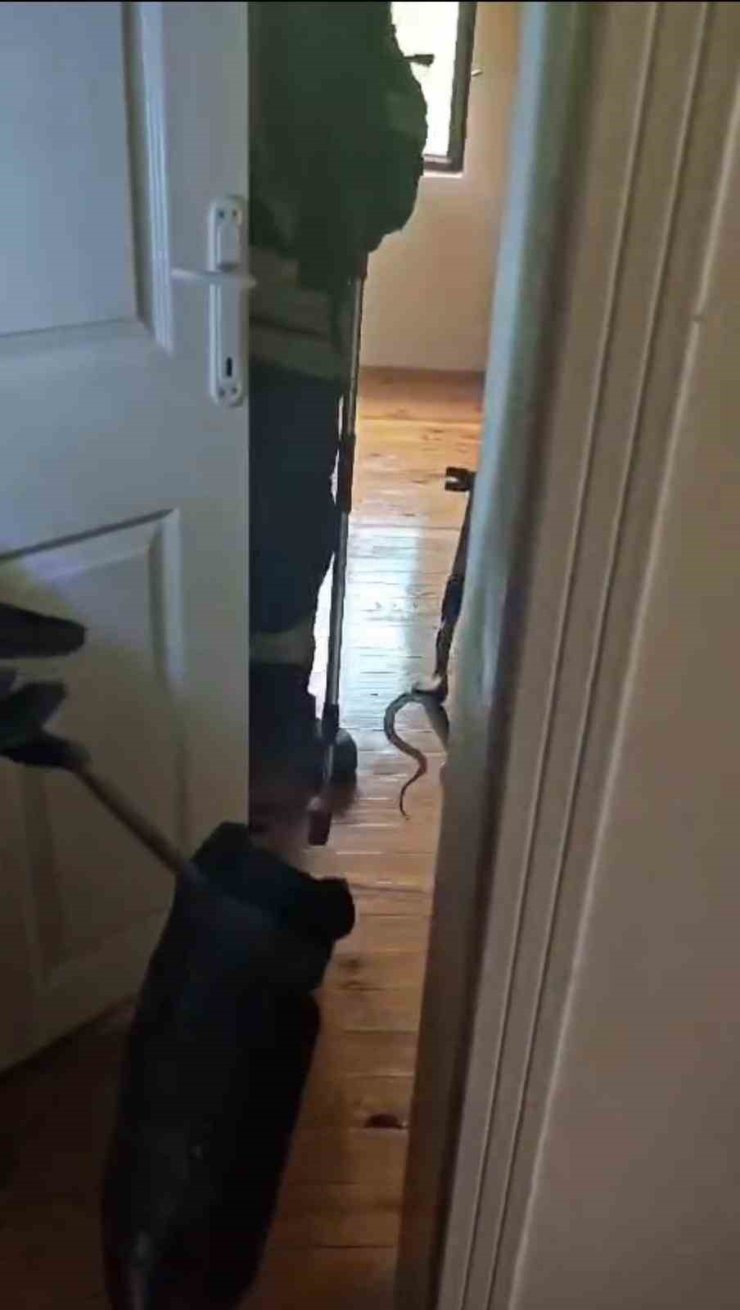 Karabük’te eve giren yılan itfaiye ekiplerince yakalanarak doğaya salındı