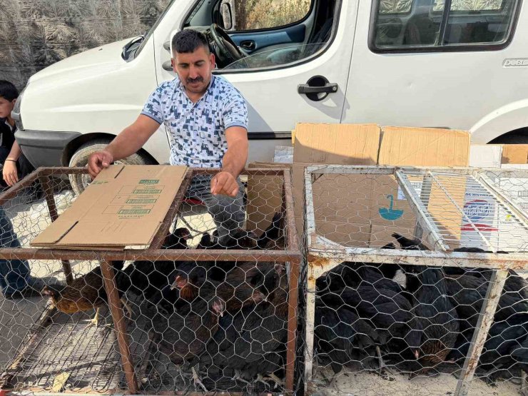 Palet üzerinde yatan tilkilere sitem etti: "Tüm gün yatmak olmaz, kümeslerden tavuk çalın"