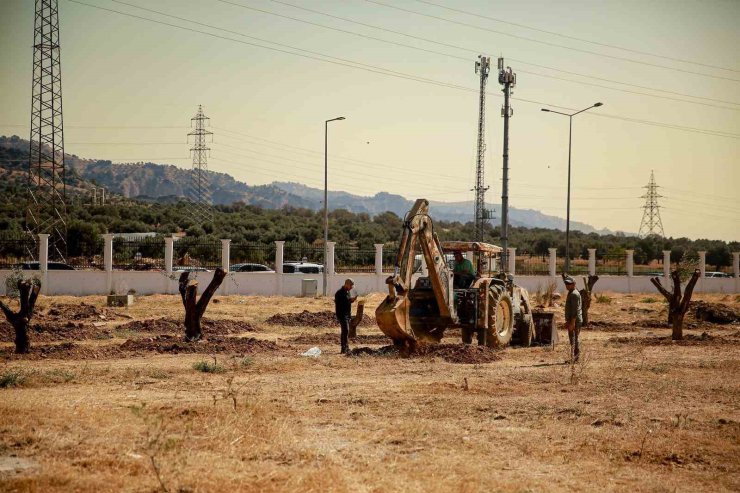 Üniversite kampüsündeki 6 tarihi zeytin ağacı yeni yerlerine taşındı