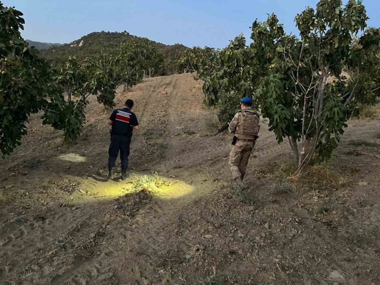 Jandarma incir hırsızlarına geçit vermiyor