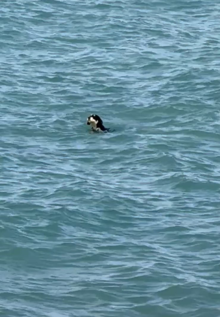 Sıcaktan bunalan köpekler yüzerek serinledi