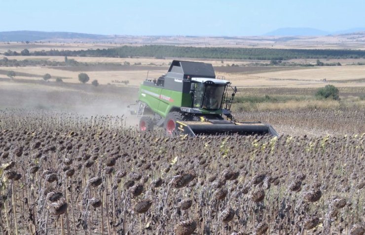 Manyas’ta ayçiçeği hasadı başladı