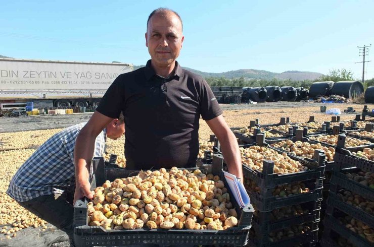 Balıkesir’ de Havran ilçesi incir de Aydın’a rakip oldu