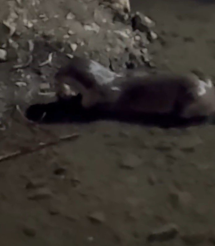 Bayburt’ta su samuru Çoruh’ta avladığı balığı yerken görüntülendi