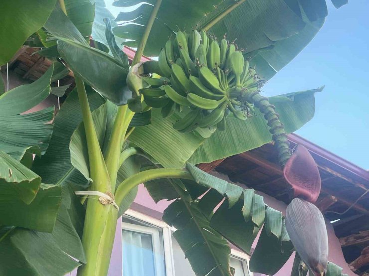 İnat etti, 700 rakımda muz yetiştirdi