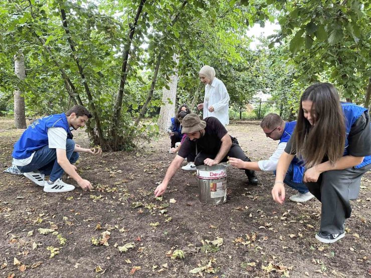 Gönüllü gençler fındık hasadı yaptı
