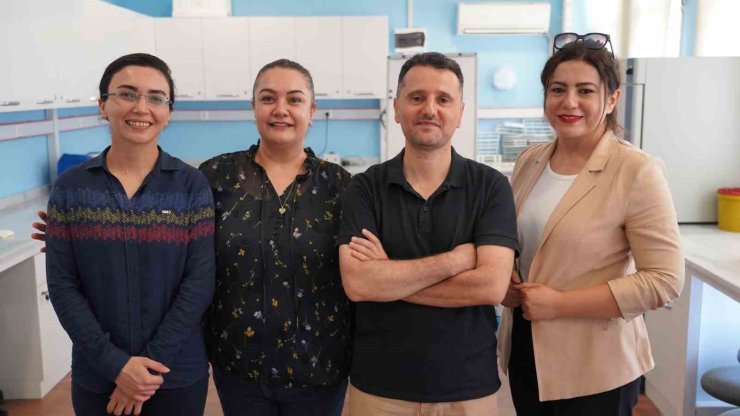 Zeytin yaprağında bulunan güçlü antioksidan ile böbrek hasarını önlemeyi hedefliyorlar