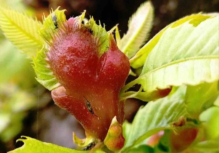 Orman katili gal arısına karşı 2 bin 500 faydalı böcek doğaya salındı