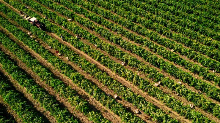 Manisa’da Sultani çekirdeksiz üzümde hasat sezonu buruk başladı