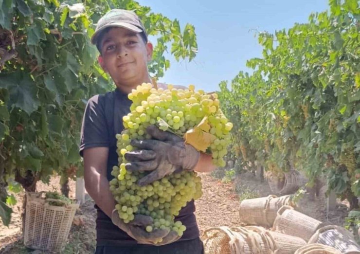 Manisa’da 7 kilo 250 gramlık üzüm salkımı