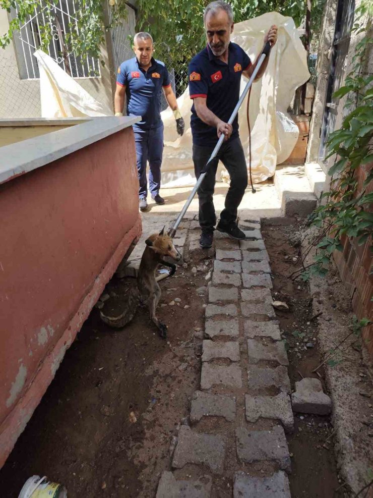 Siirt’te tilki evin bahçesine girdi