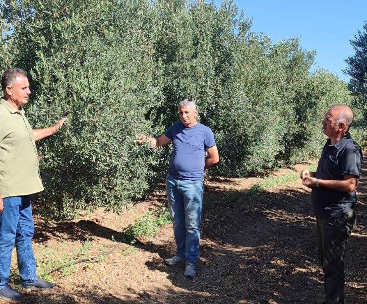 Zeytin bahçelerinde zararlı kontrolleri yapıldı