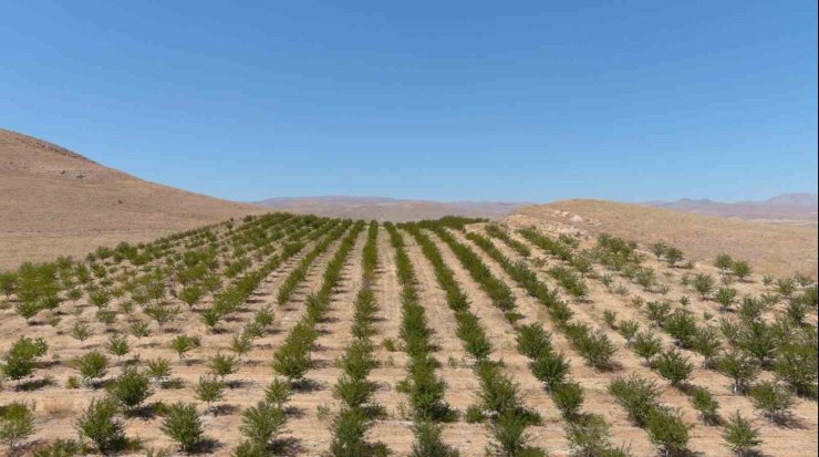 250 dekarlık alana 10 binin üzerinde vişne ağacı dikerek zoru başardı