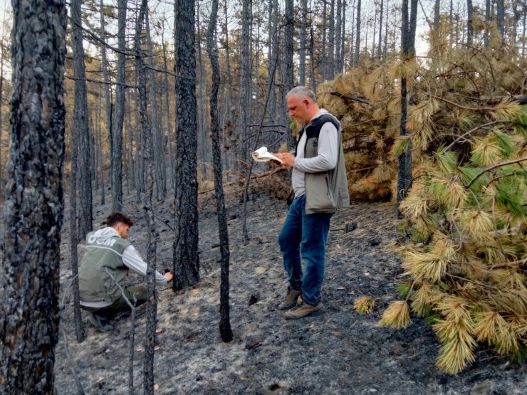 Bursa’da yanan ağaçları tek tek saydılar...Hem havadan hem karadan
