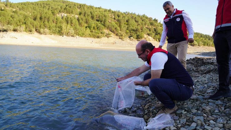 Kastamonu’da baraj ve göletlere 656 bin yavru sazan balığı salındı