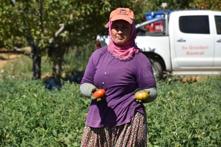 Kuyucak’ta toprakla buluşturulan 220 bin domates fidesinde hasat yapıldı