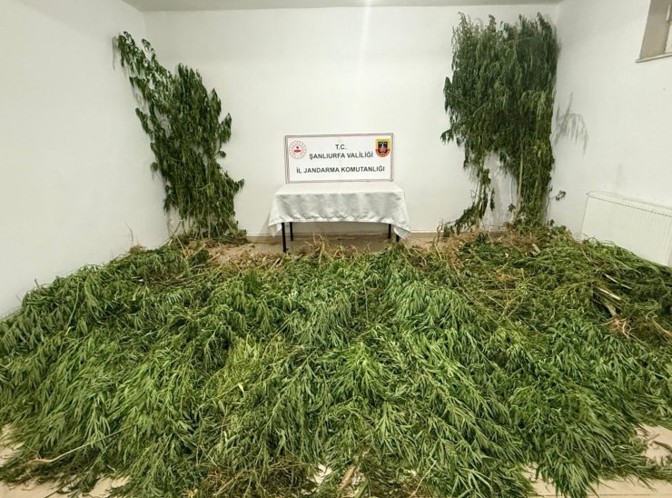 Şanlıurfa’da 2 kilo esrar ile 555 kök kenevir ele geçirildi: 3 gözaltı
