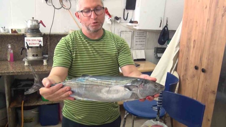 Sinop’ta tezgahlara yılın ilk torik balığı düştü