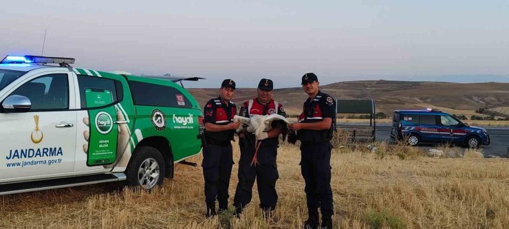 Yaralı leylek koruma altına alındı