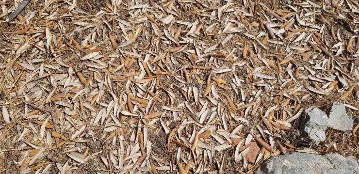 Kuraklık zeytin ağaçlarını verim ve kalitede vurdu