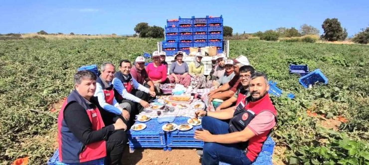 Çanakkale’de İl Tarım Müdürlüğünden üreticilere domates hasadı ziyareti