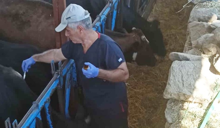 Nazilli’de şap hastalığına karşı aşılama çalışmaları sürüyor