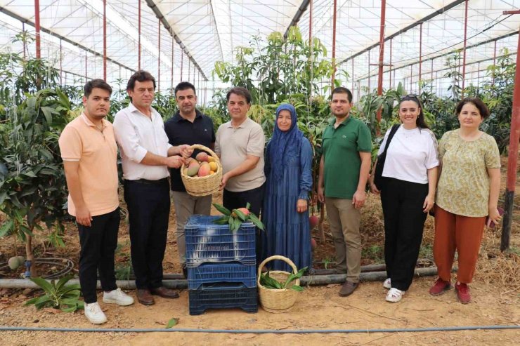 30 yıl önce deneme amaçlı ilk fidan dikildi, bugün 300 dönümden fazla alanda üretiliyor